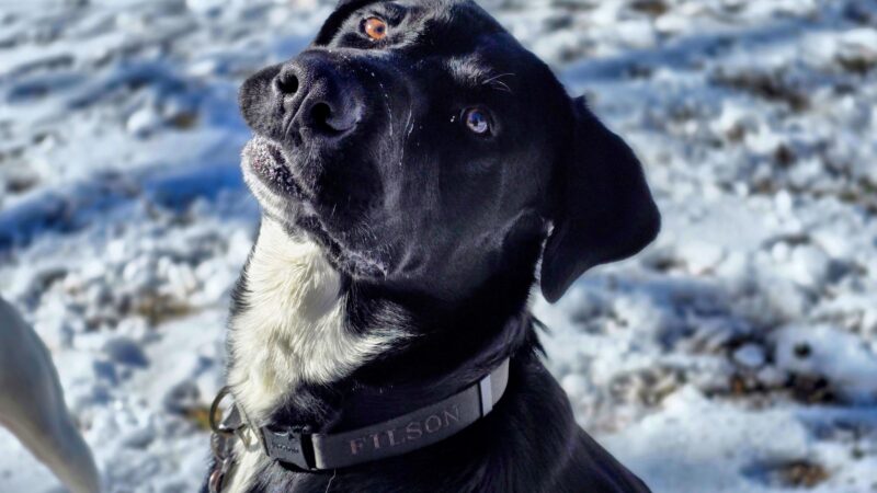 The Best Dog Collars of 2025, Tested and Reviewed