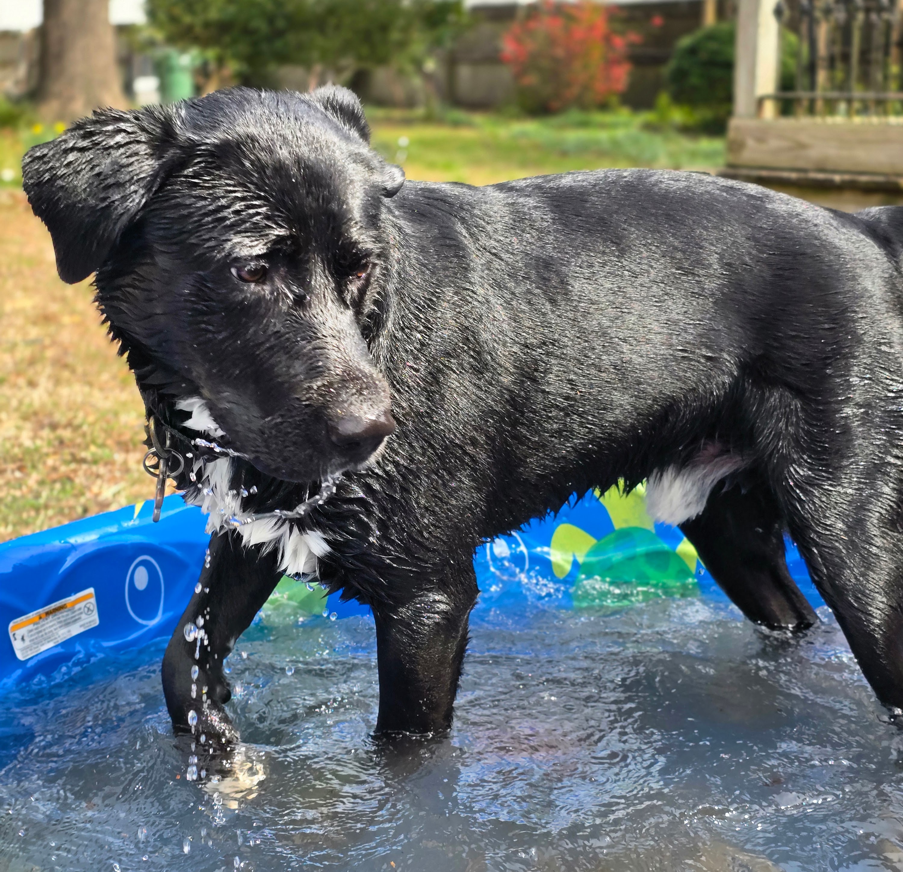 A black and white dog splashes in a pool.