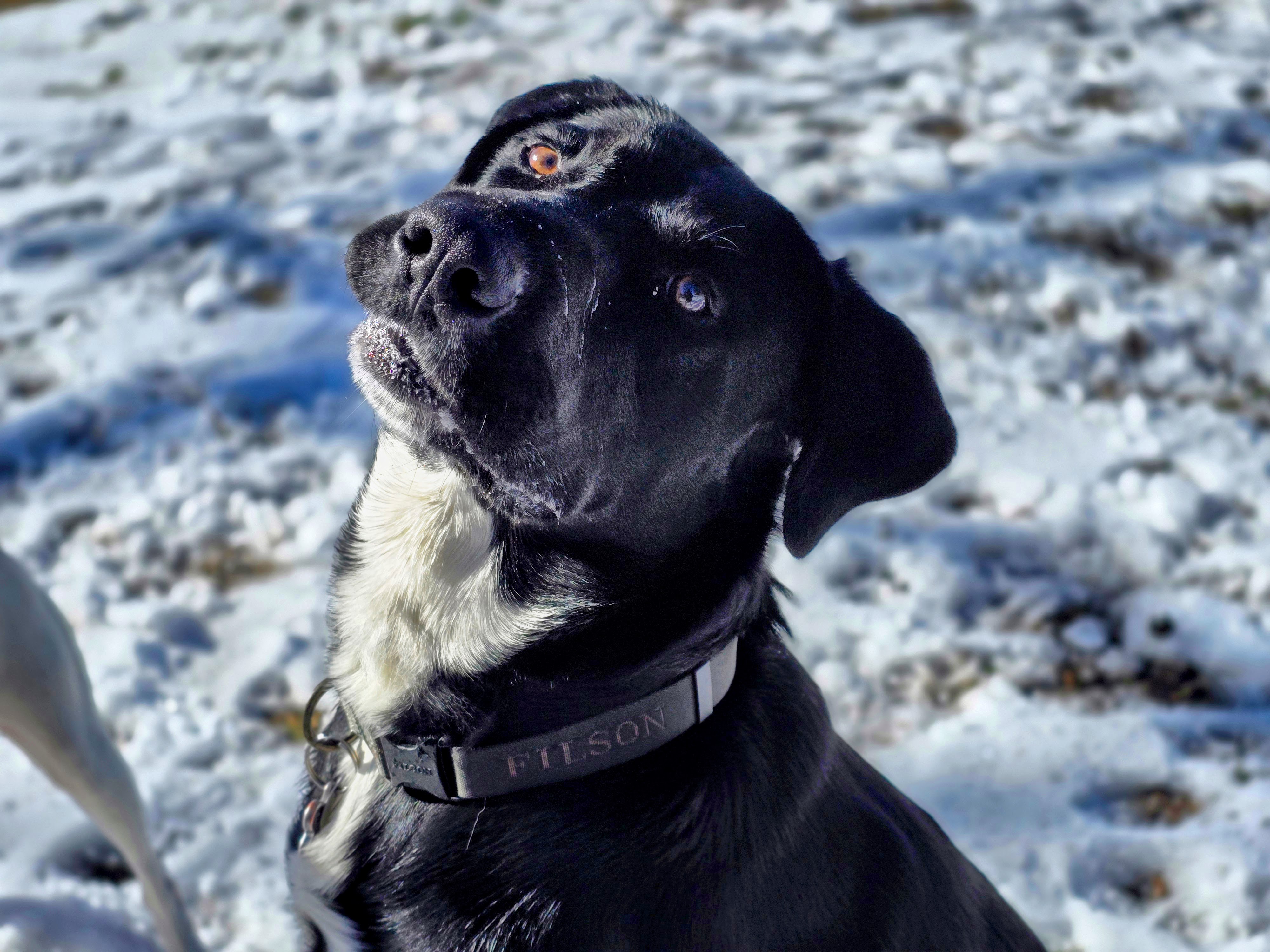  A black and white dog wearing a Filson dog collar.