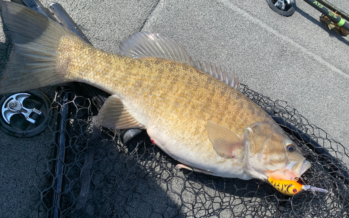 best smallmouth lures crankbait 3XD