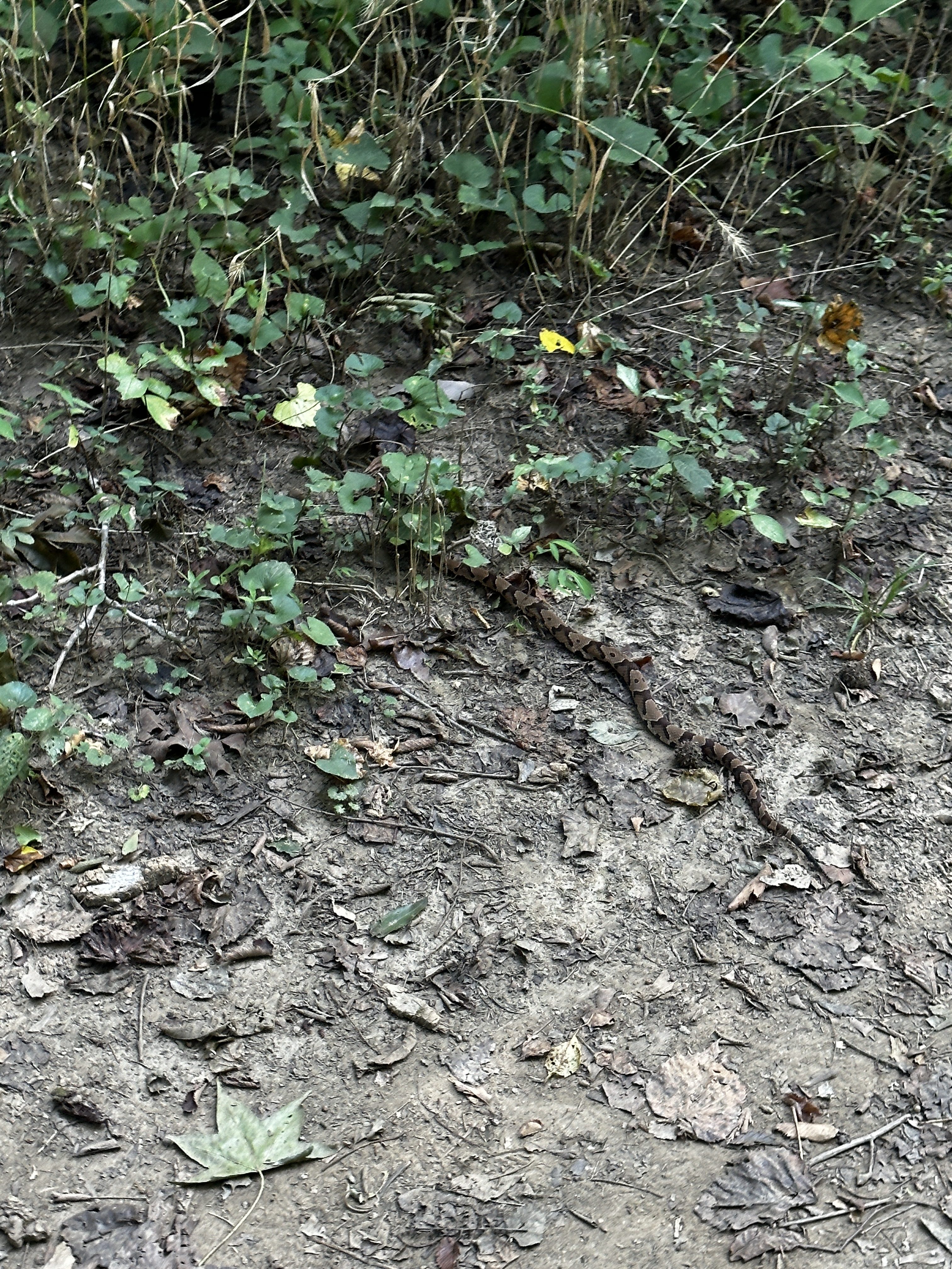 A copperhead snake on the trail.