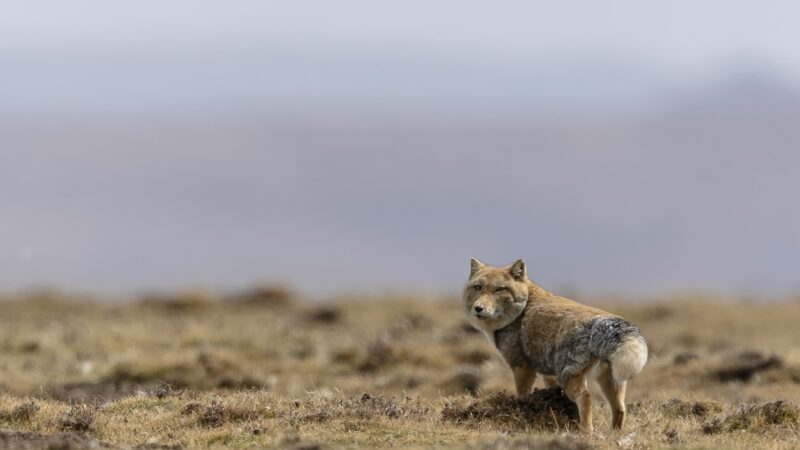 The Internet Can’t Get Over This Weird-Looking Fox