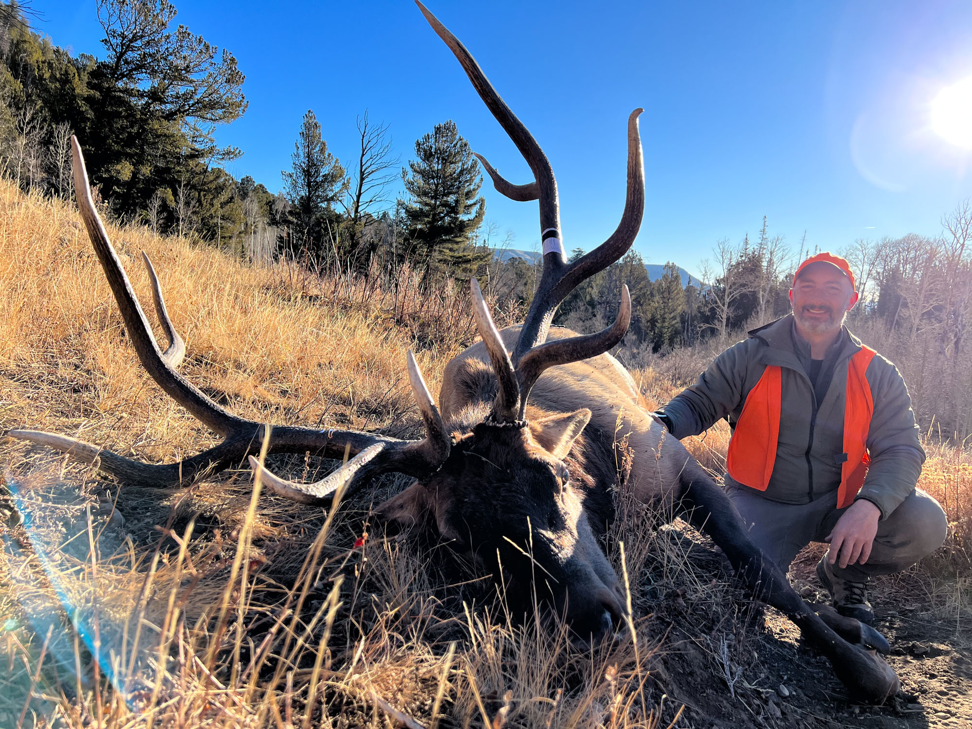 Utah bull elk