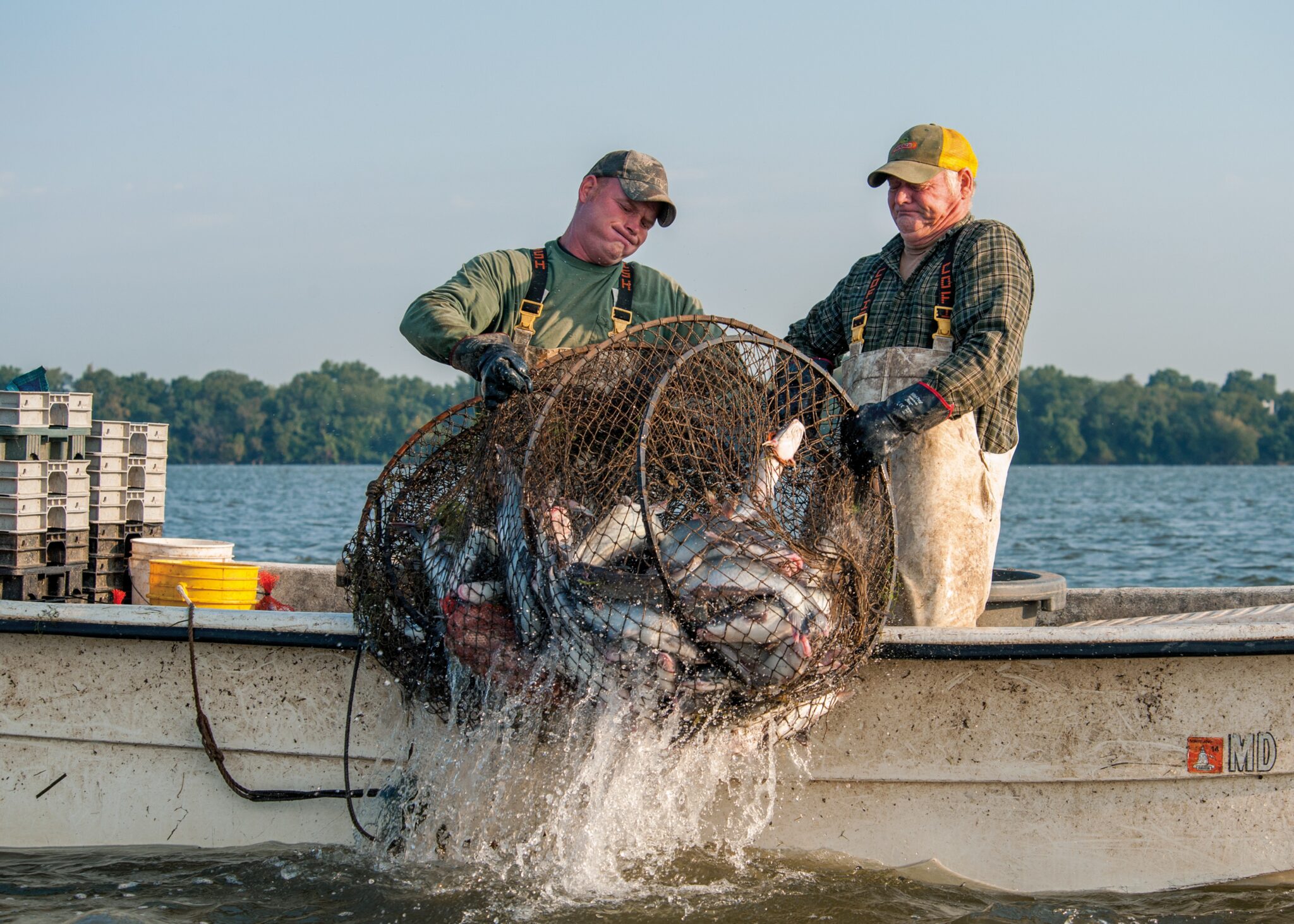Two men haul a fish pot of blue catfish aboard a boat.
