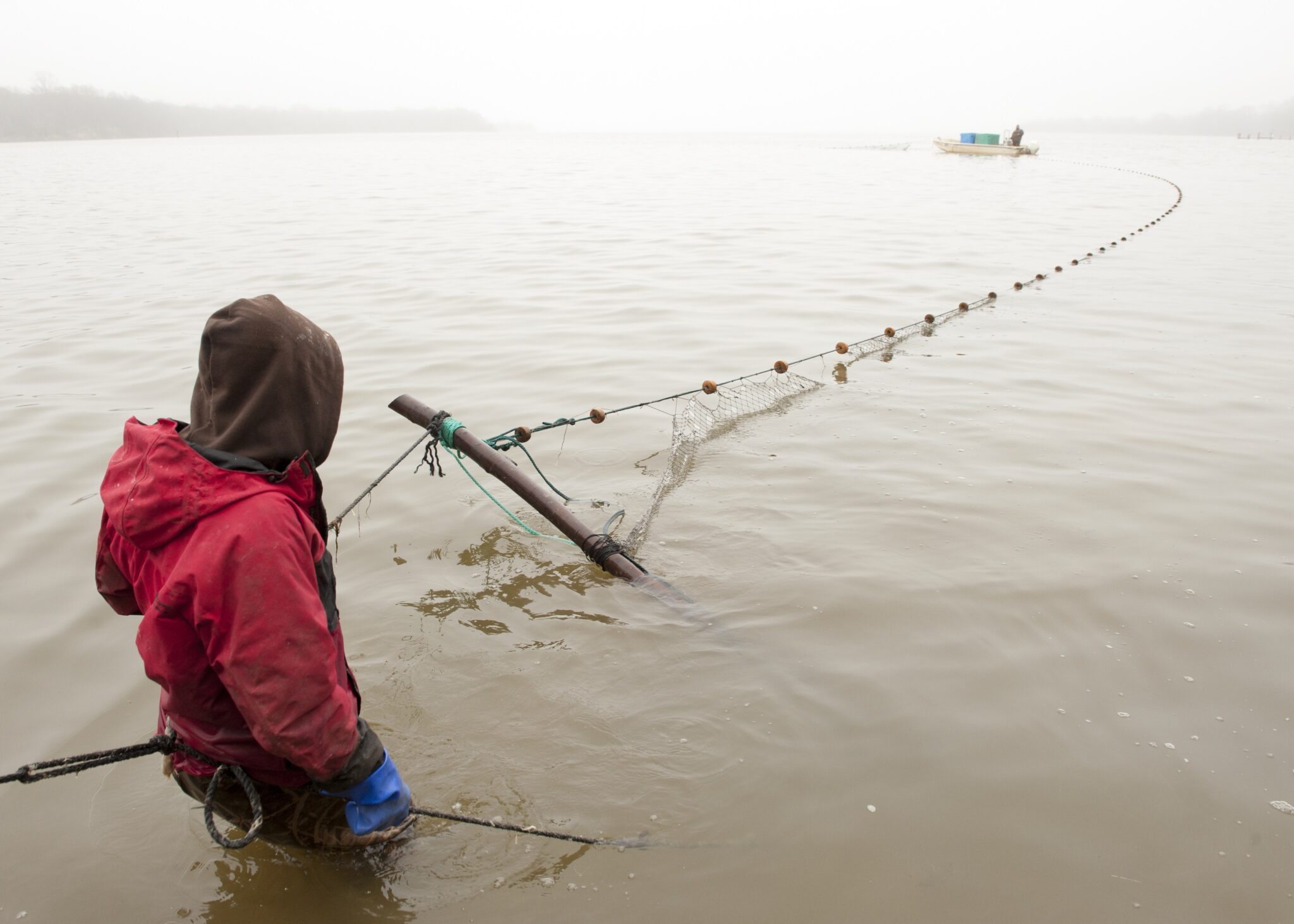 A waterman checks a trotline for blue catfish in Maryland.