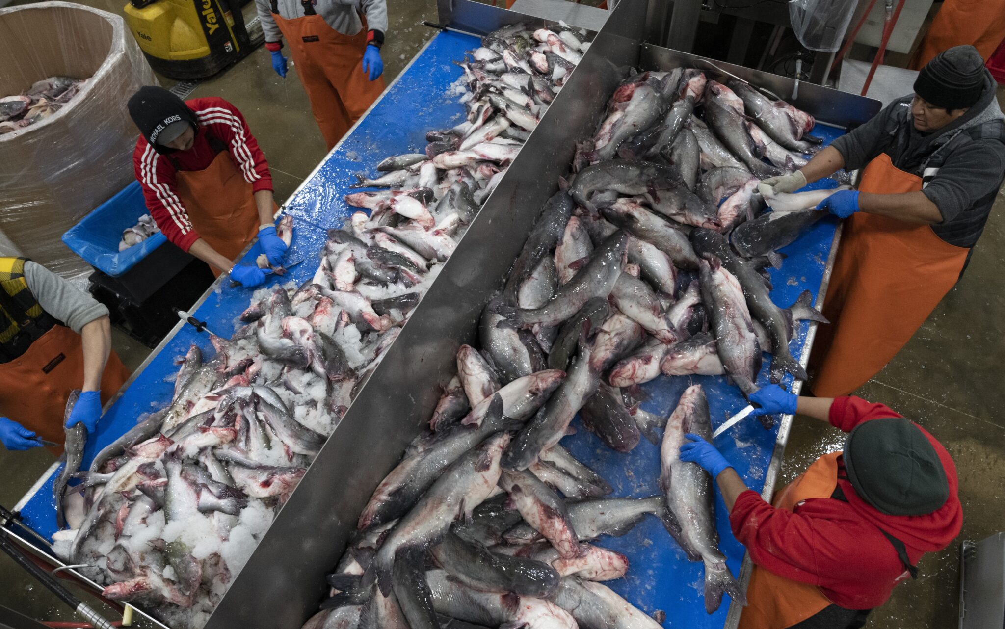 Fish cutters process invasive blue catfish.
