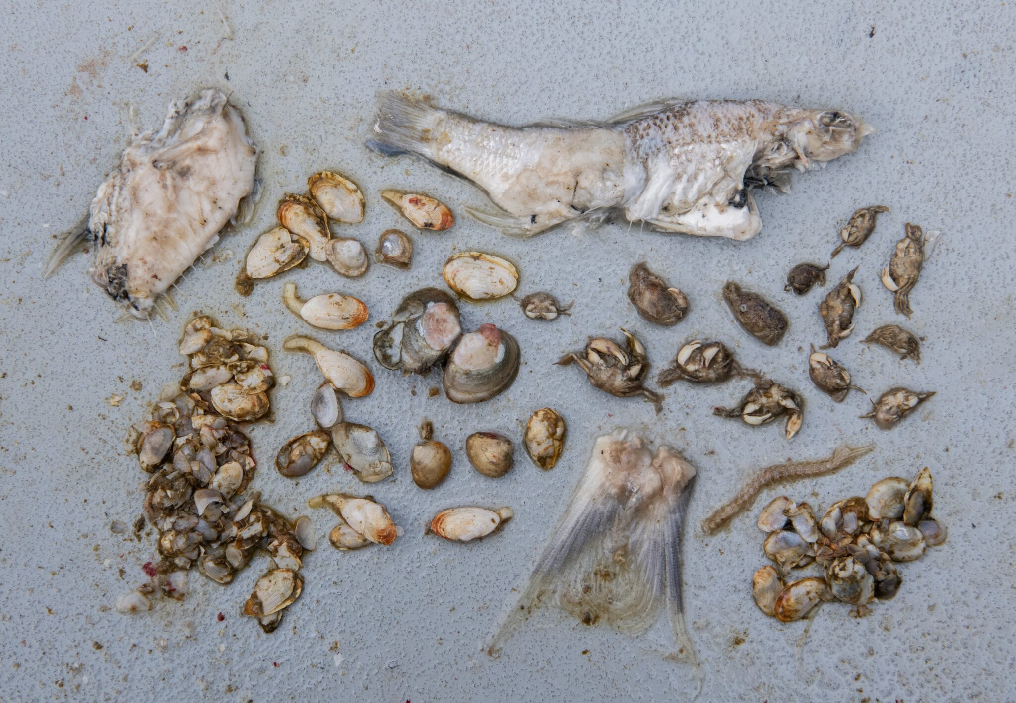 A sampling of native fish found in the belly of a blue catfish.