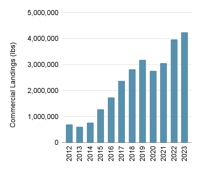 A chart showing the commercial blue catfish harvest over time.