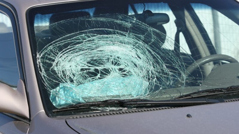 This Animal Damaged Over 20 Vehicles in Massachusetts—Why?