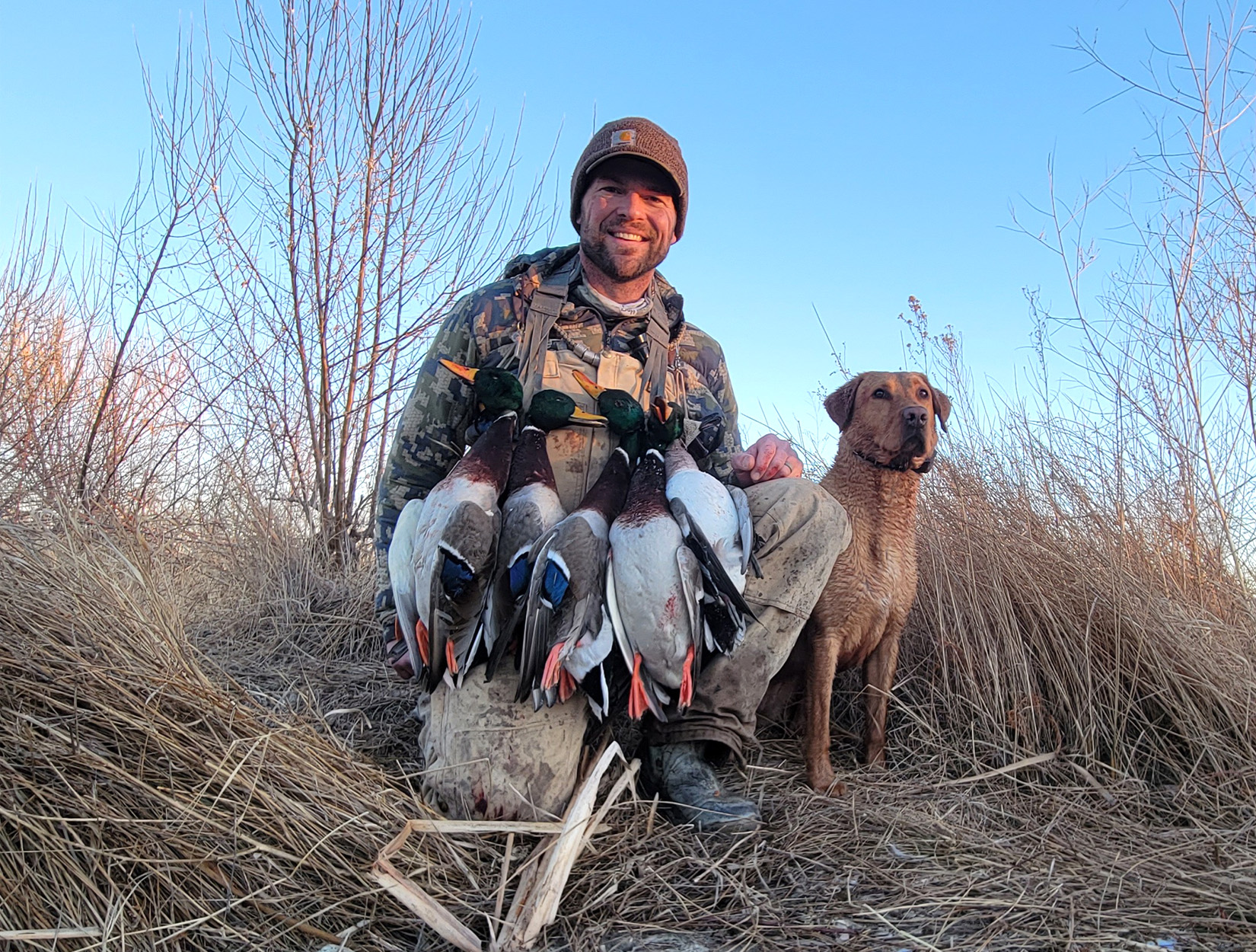 A duck hunter and his dog with some mallards.