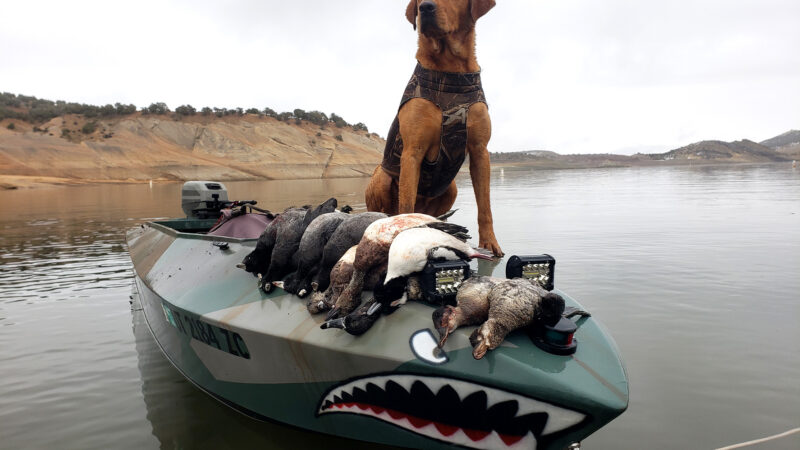 This Happened to Me: I Nearly Drowned, Then Froze to Death, on My Duck Dog’s First Hunt