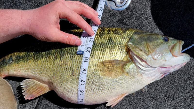 This State-Record Bass Won’t Make the Books Because Oregon Doesn’t Recognize It as a Game Fish