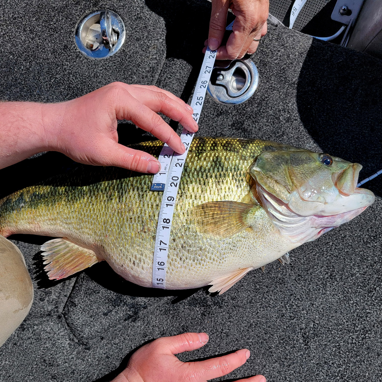 A bass is measured in the bottom of a boat.