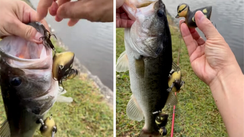 This Texas Fisherman Is 3D Printing Duckling Brood Lures — and Catching Bass on Them