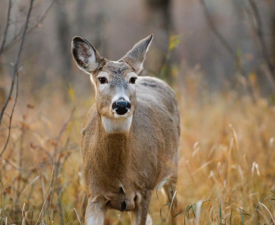 This year, all Pennsylvania hunters can get a doe tag – Outdoor News