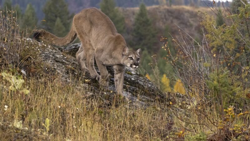 Thru-Hiker Scares off Mountain Lion With Harmonica (Video)