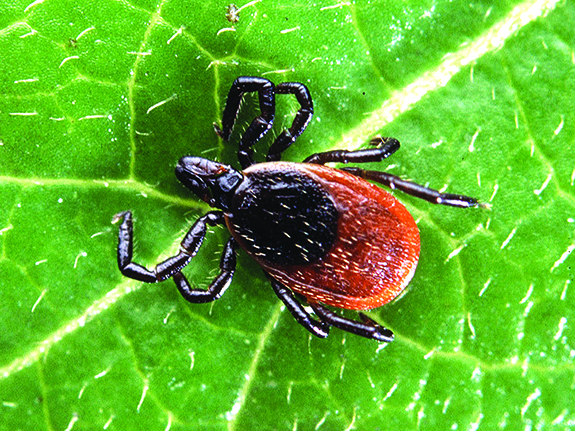 Ticks, and the disease risks that come with them, are widespread in Michigan – Outdoor News