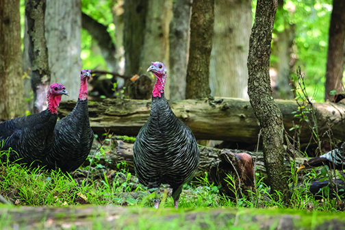 Tom Venesky: Anecdotal signs point to good turkey numbers in Pennsylvania – Outdoor News