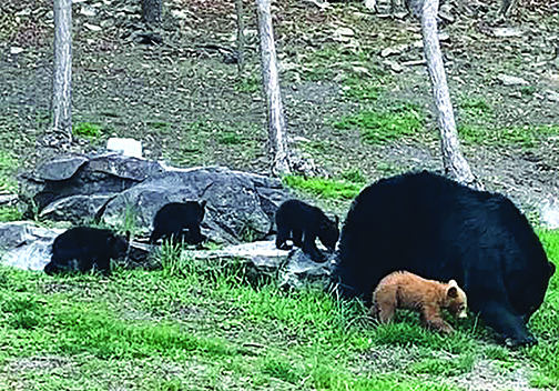 Tom Venesky: Color variations add to unpredictability of nature – Outdoor News