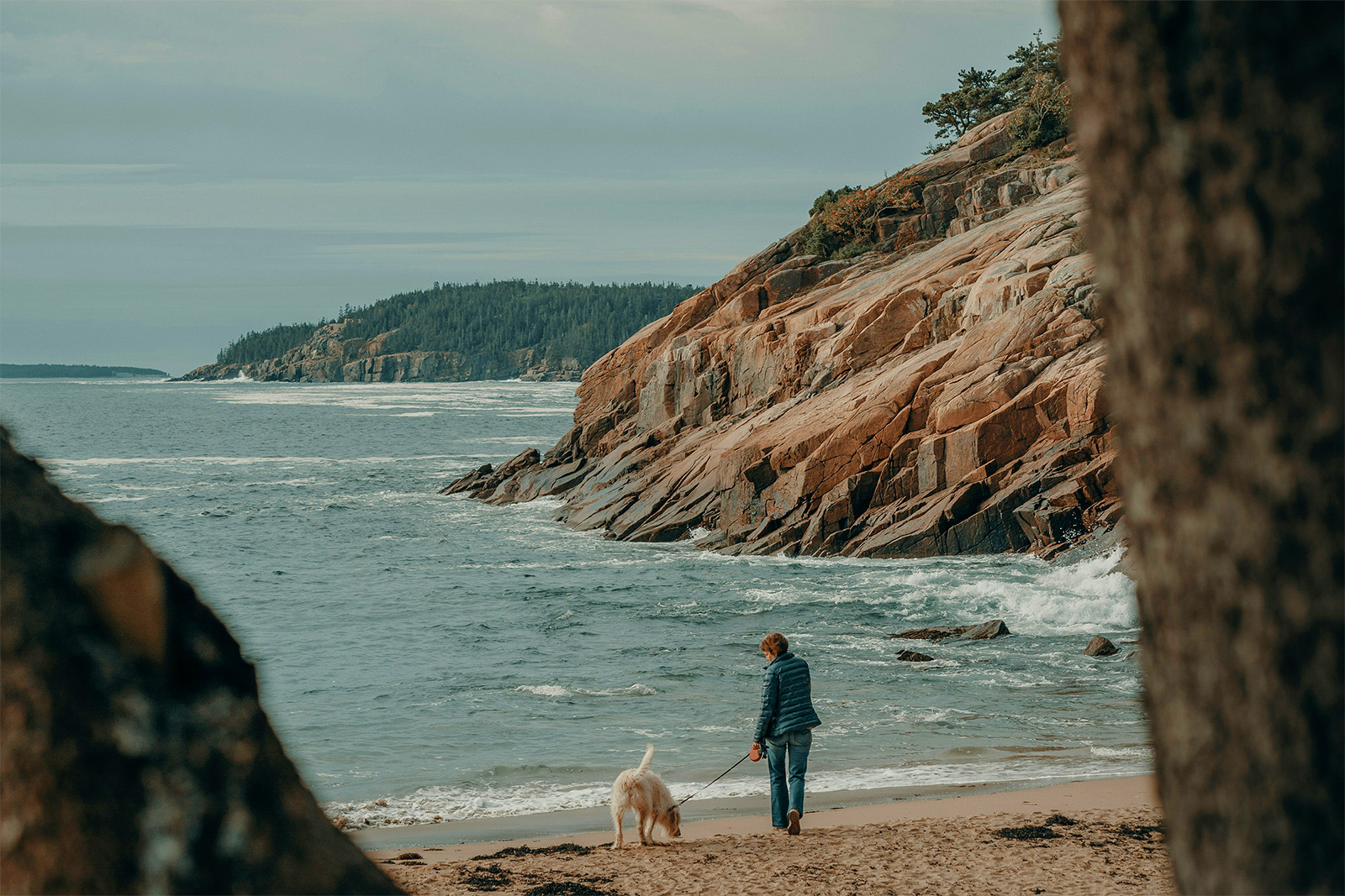 Dog in Acadia