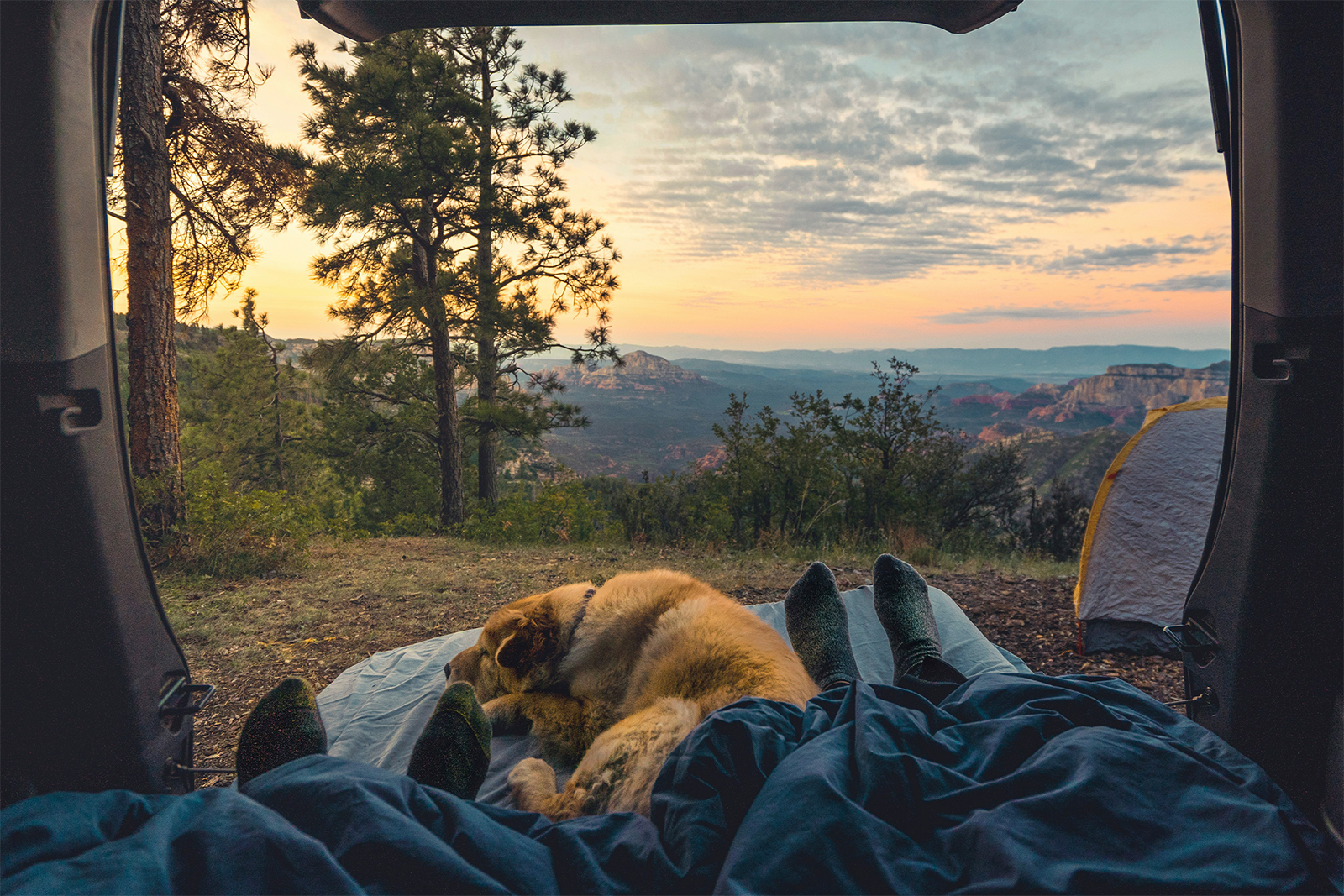 Dog in campervan