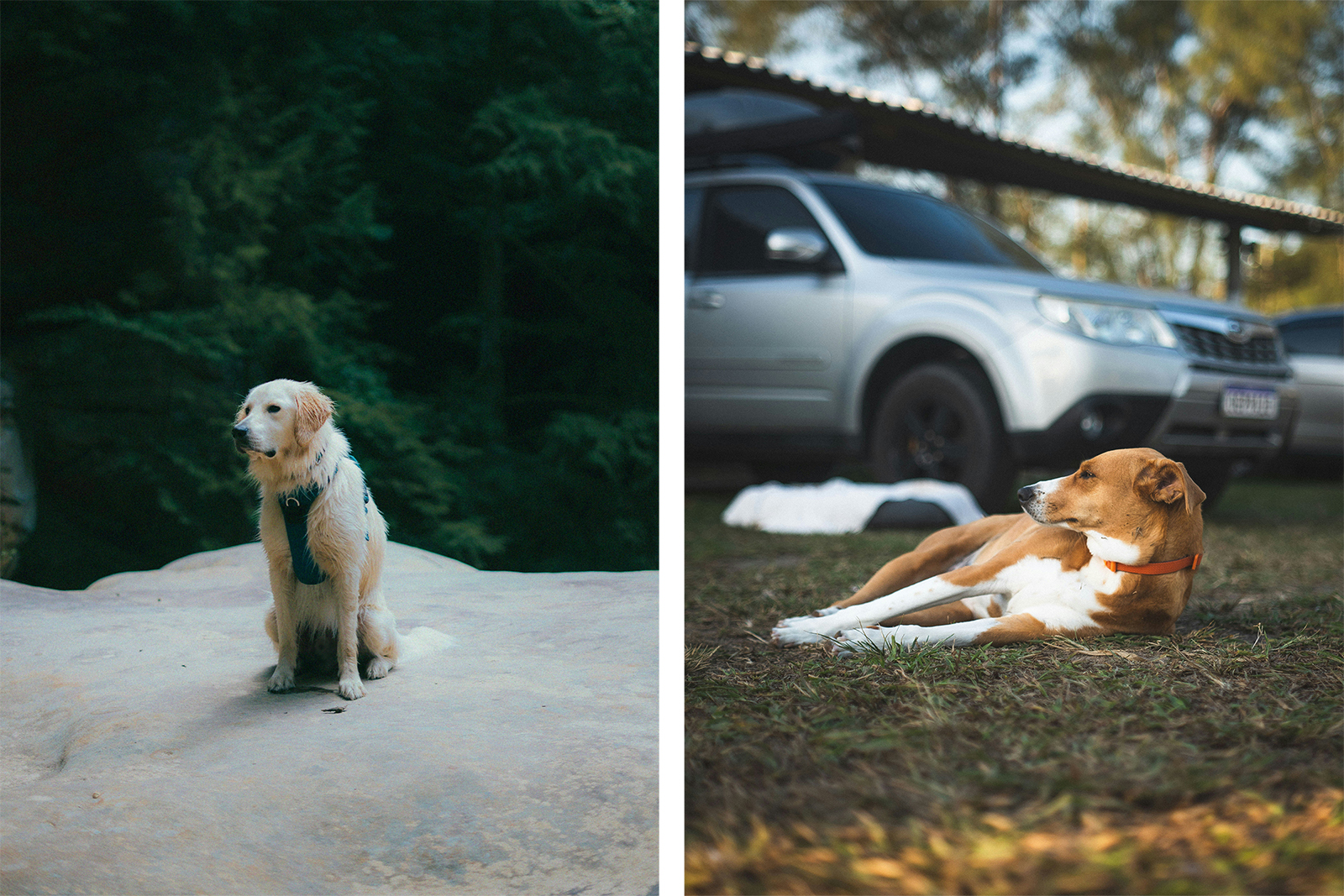 Dog at camp