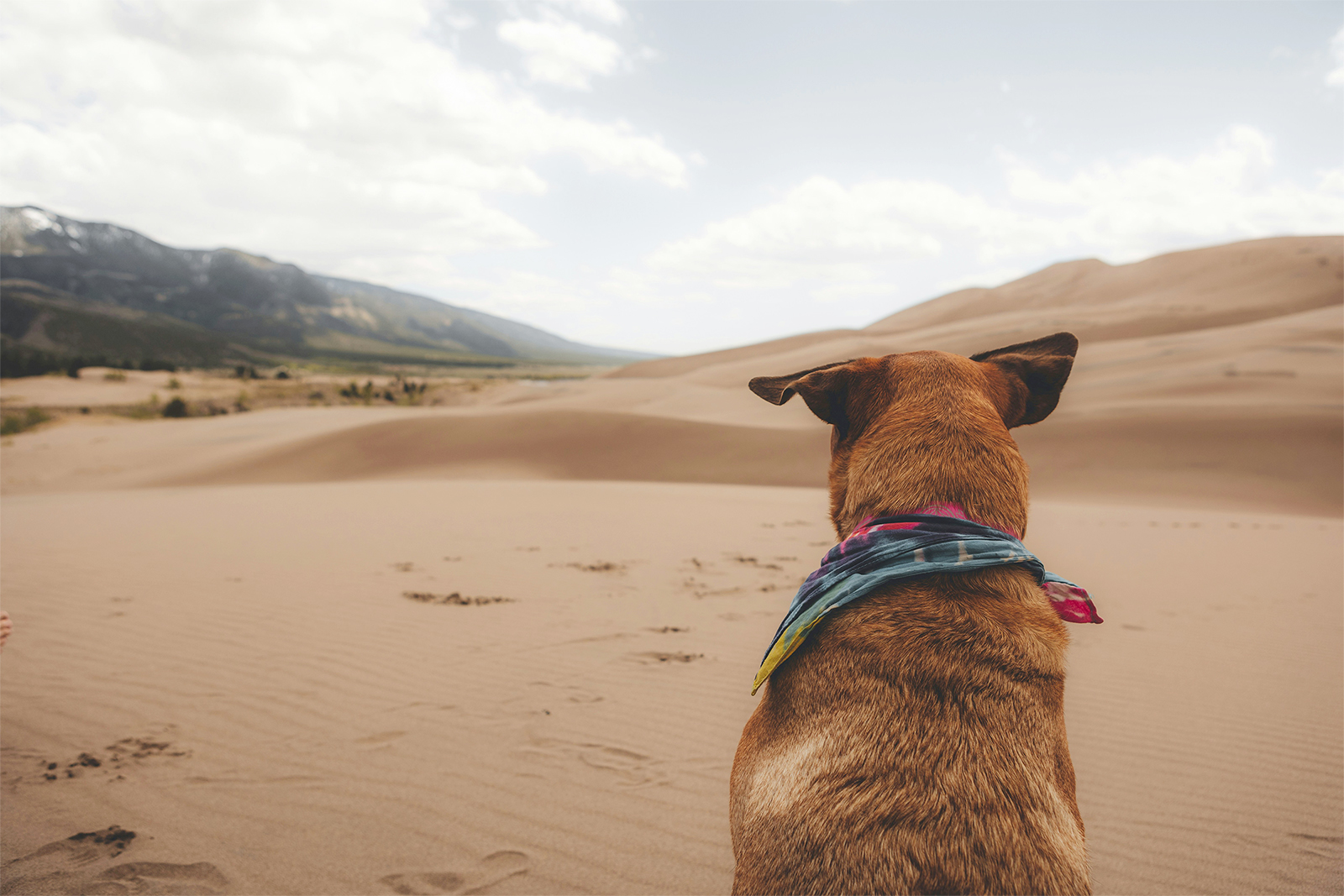 Dog on dunes