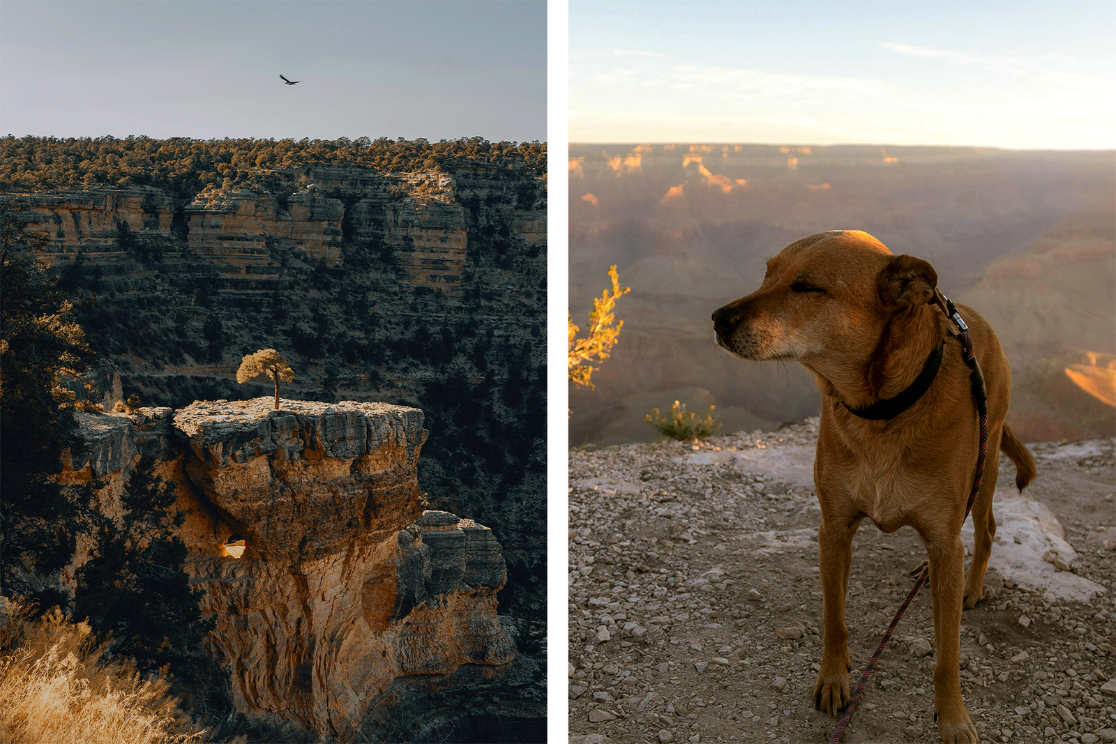 Dog friendly Grand Canyon