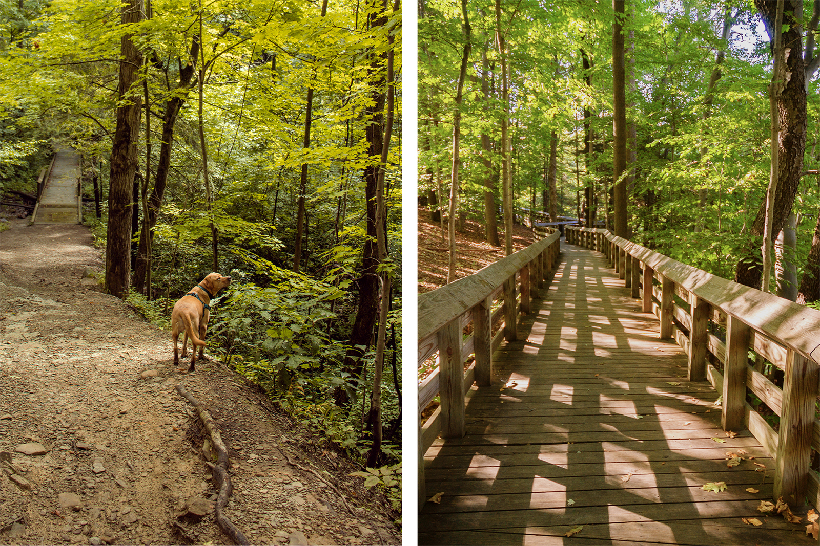 Dog friendly trail
