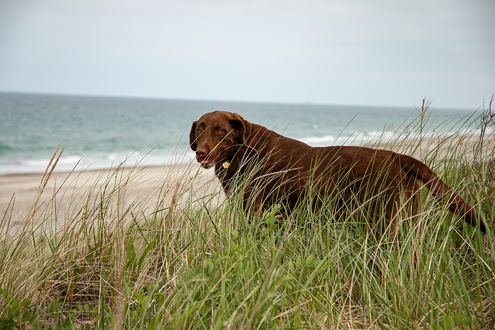 Dog on the beach
