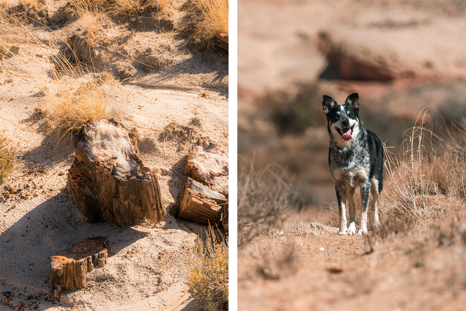 Dog in the desert