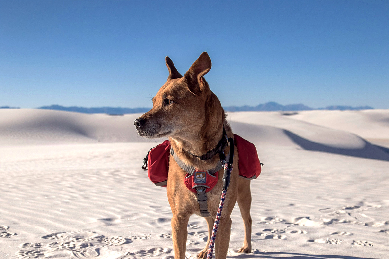 Dog on white sand