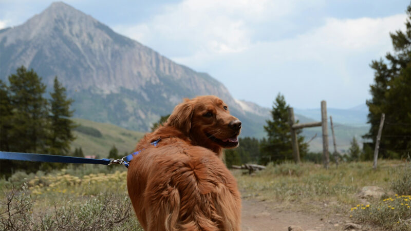 Top 10 Dog-Friendly National Parks in the U.S.