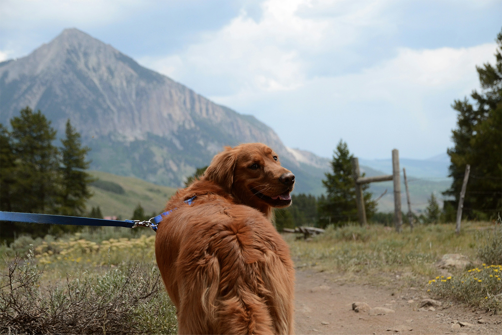 Dog friendly national park