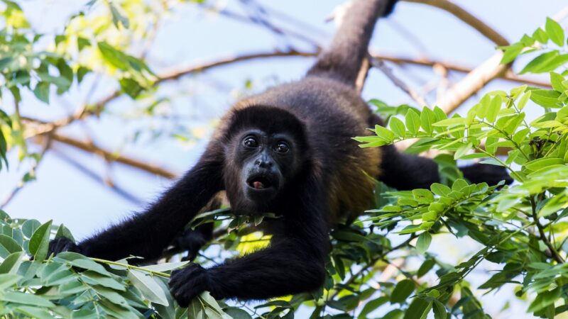 Trail Cam Captures Capuchins ‘Abducting’ Baby Howler Monkeys