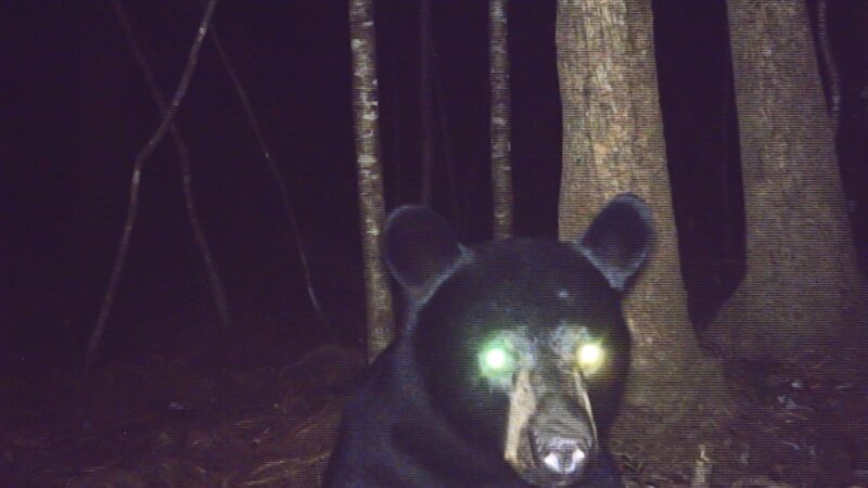 Trail Cam Captures ‘Silly’ Moment Black Bear Investigates Camera