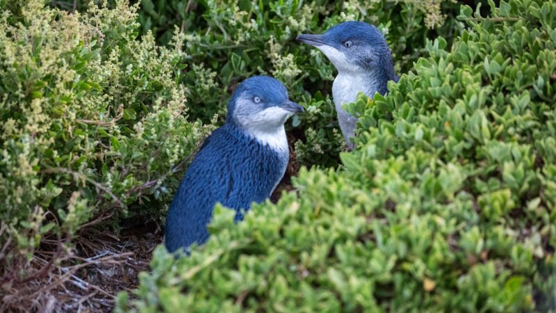 ‘Trail Cam Sees All’: Little Blue Penguins Get Busy on Camera