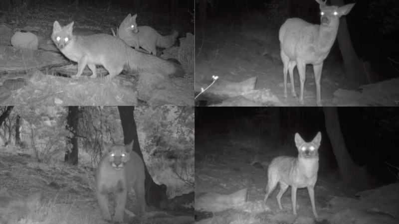Trail Cams Capture Variety of Wildlife at Arizona National Memorial