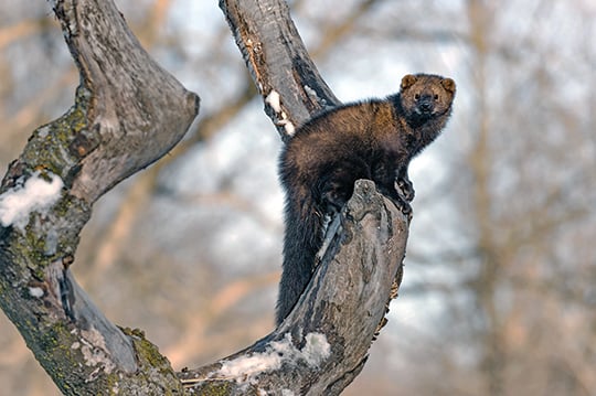 Trapping season changes appear to have minimal effect in Minnesota – Outdoor News