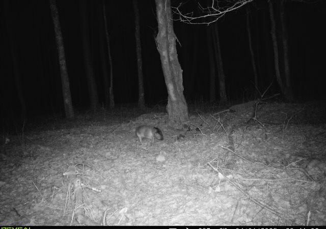 ‘Tricky’ Trail-Cam Photo From New York State Is Not What It Seems