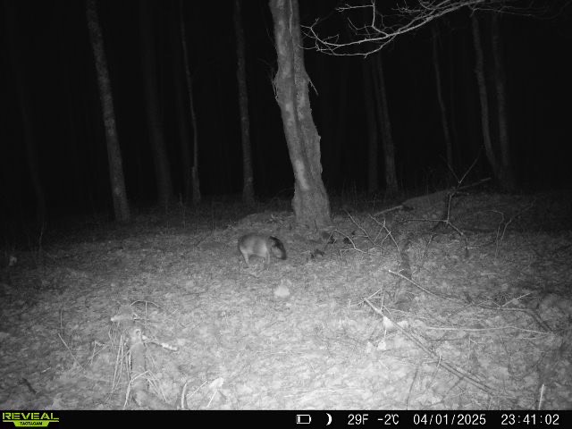 trail cam new york