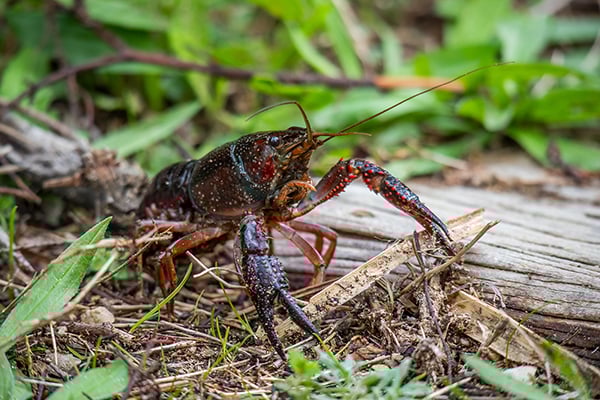 Two online aquatic animal dealers convicted of shipping invasive species to eight Wisconsin counties – Outdoor News
