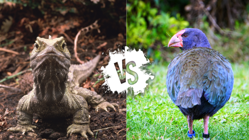 Two Rare Species Go Head to Head in New Zealand (Video)