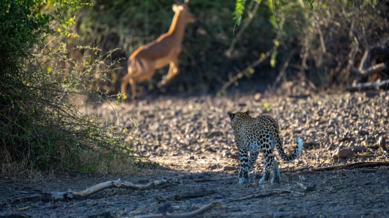 ‘Unbelievable Scene’ Shows Leopard Snatch Impala From Mid-Air
