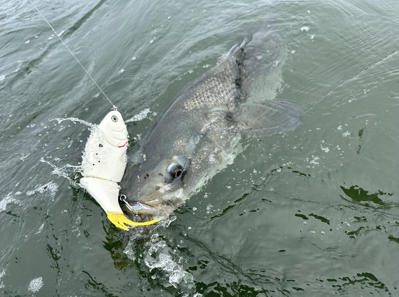 striped bass fishing