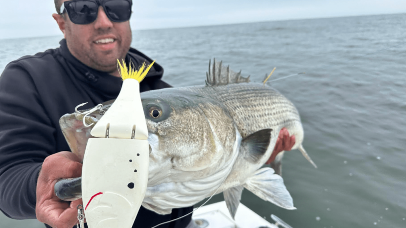 Use Glide Baits to Catch Giant Saltwater Stripers and Snook