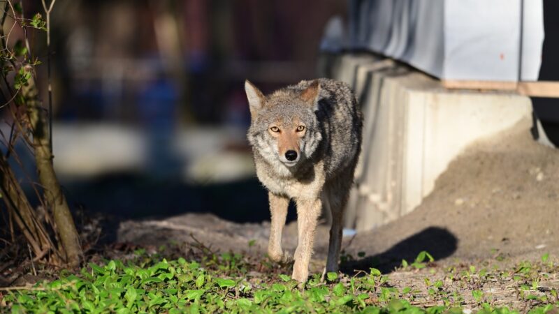 Video Clip: Lone Stray Dog Fights off Coyote Pack for 45 Minutes