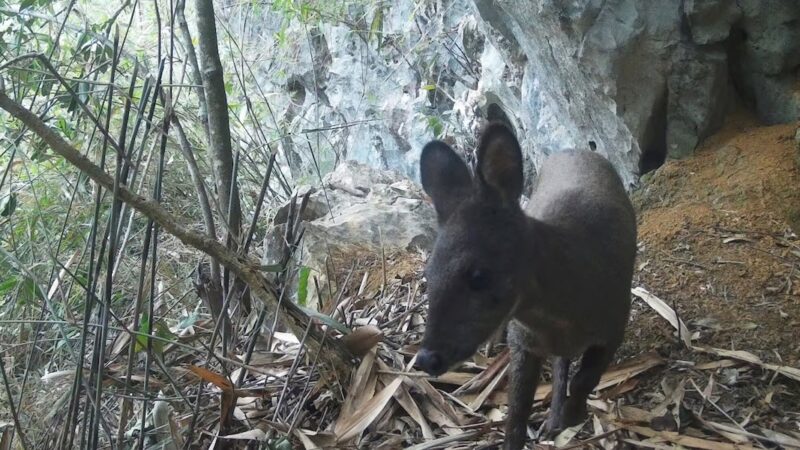 Vietnam Trail Cam Snaps Rare Species for First Time in Decades