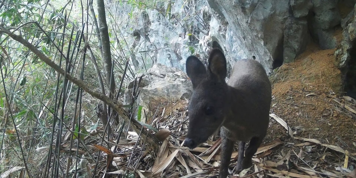 musk deer 2