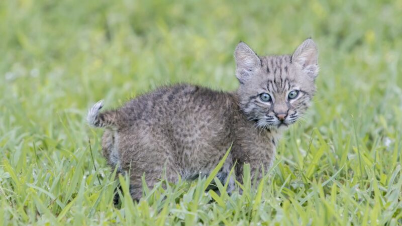 Viral Video: Man Gets Chased by Baby Bobcat (Then He Kisses It)